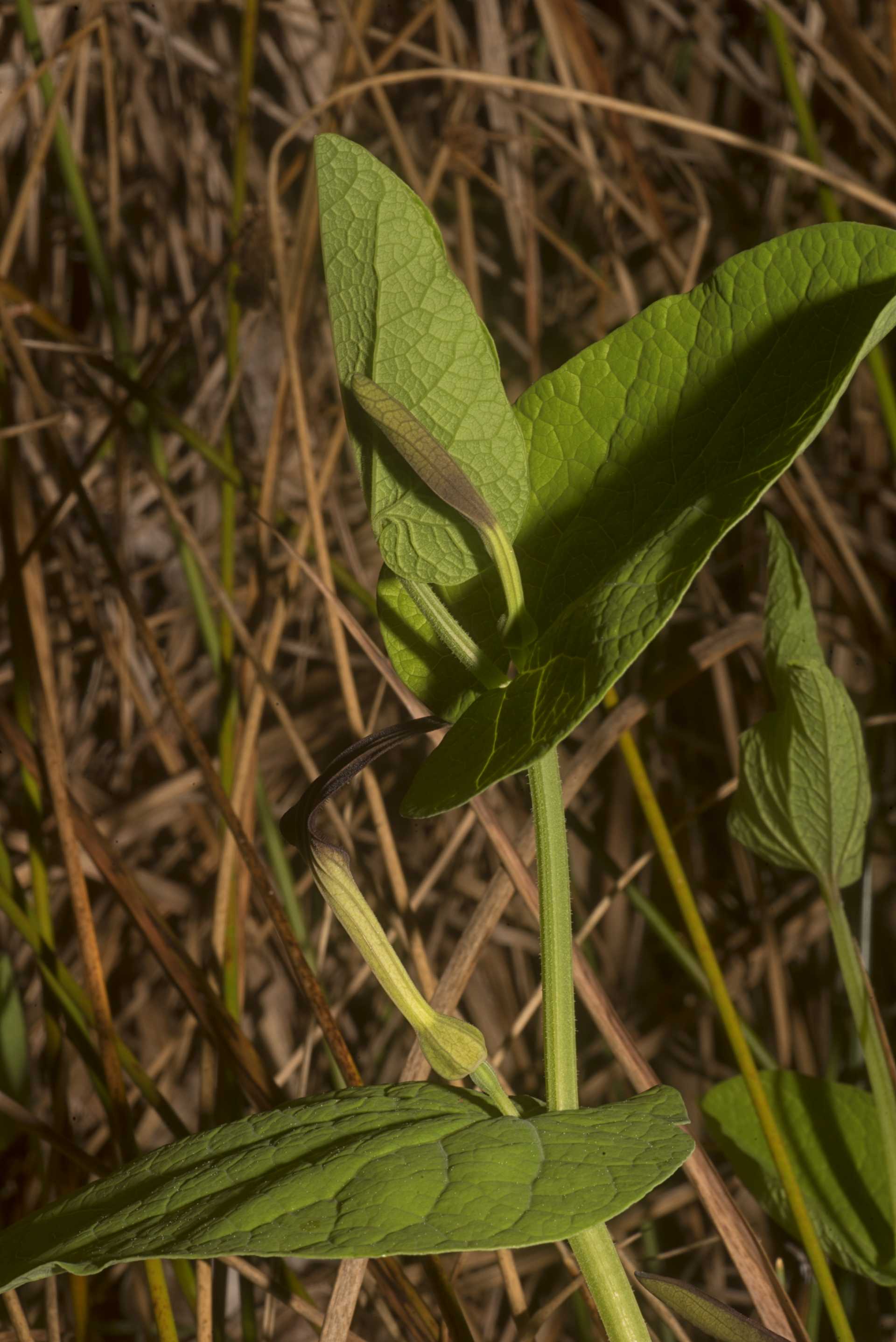 L''erba astrologa, Aristolochia rotunda